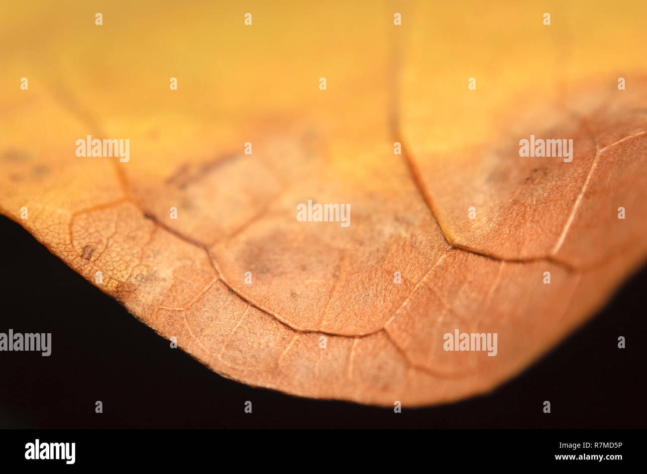 Extreme macro shot con soft focus di un caduto marrone-giallo acero foglia. Foto Stock