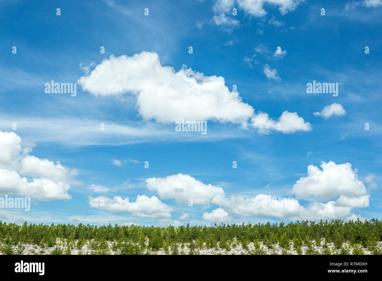 Fila di alberi con cielo blu e nuvole Foto Stock