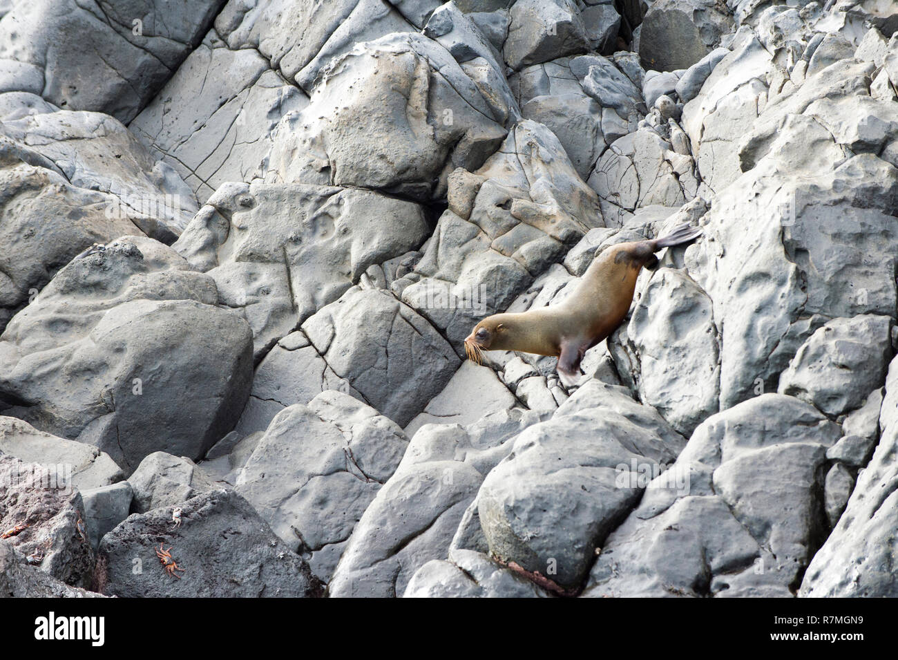 Le Galapagos pelliccia sigillo (Arctocephalus galapagoensis) giovani arrampicata sulle rocce, Punta Vicente Roca, Isabela Island, Galapagos, Ecuador Foto Stock