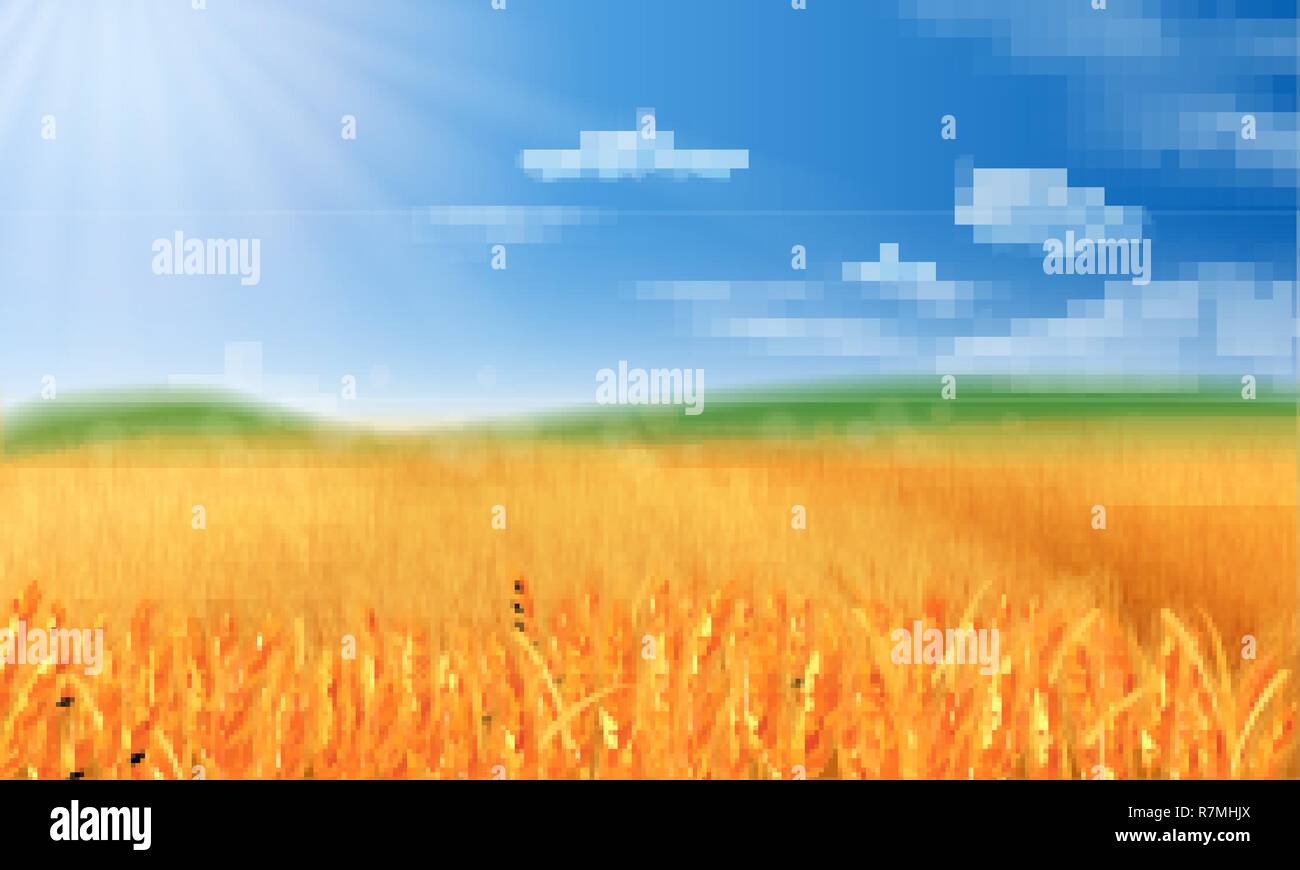 Paesaggio estivo con un campo di grano maturo e colline e valli in background Illustrazione Vettoriale