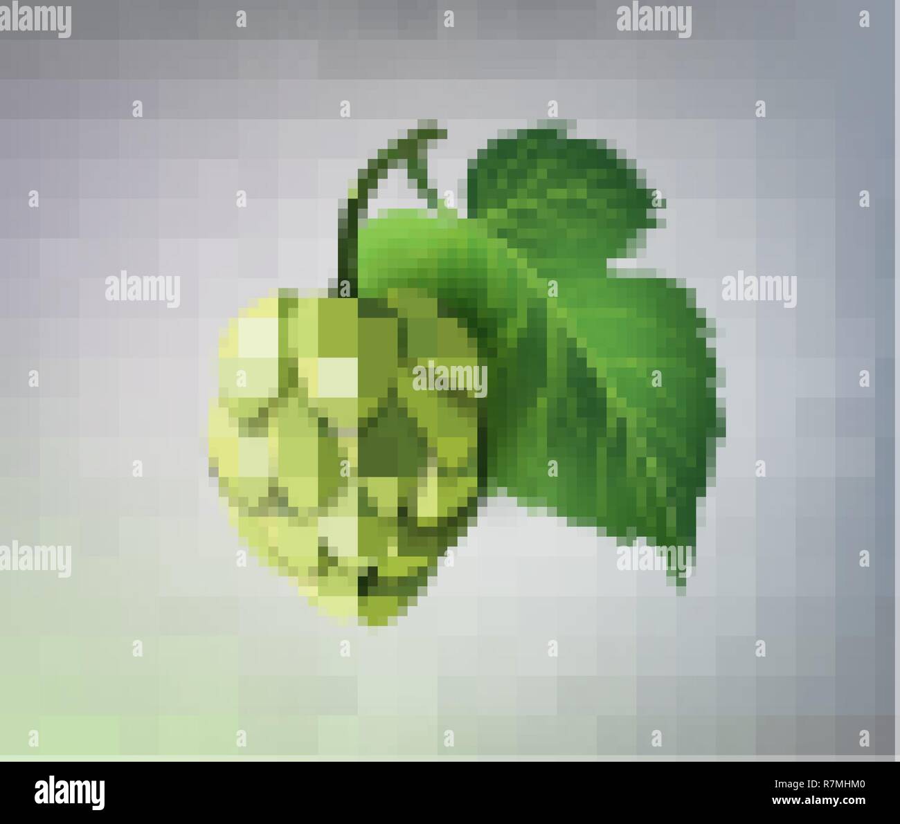 Vector realistico verde birra luppolo in coni, foglie con stelo. Illustrazione isolato su un colore di sfondo. Popolari bere alcool, birreria industria simbolo floreale Illustrazione Vettoriale