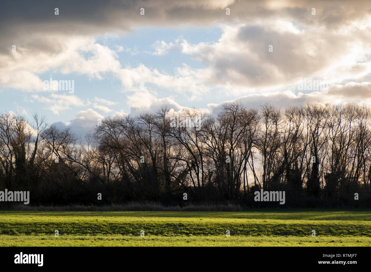 Alberi retroilluminato in silhouette contro le nuvole illuminate dal sole in inverno, vicino a Holme Pierrepont, Nottinghamshire, England, Regno Unito Foto Stock