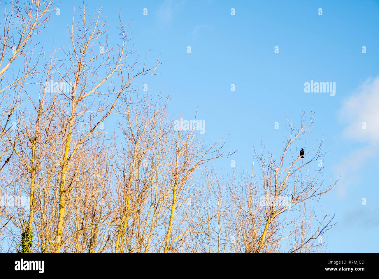 Alberi in inverno con un corvo appollaiato su la fine di un ramo, Holme Pierrepont, Nottinghamshire, England, Regno Unito Foto Stock