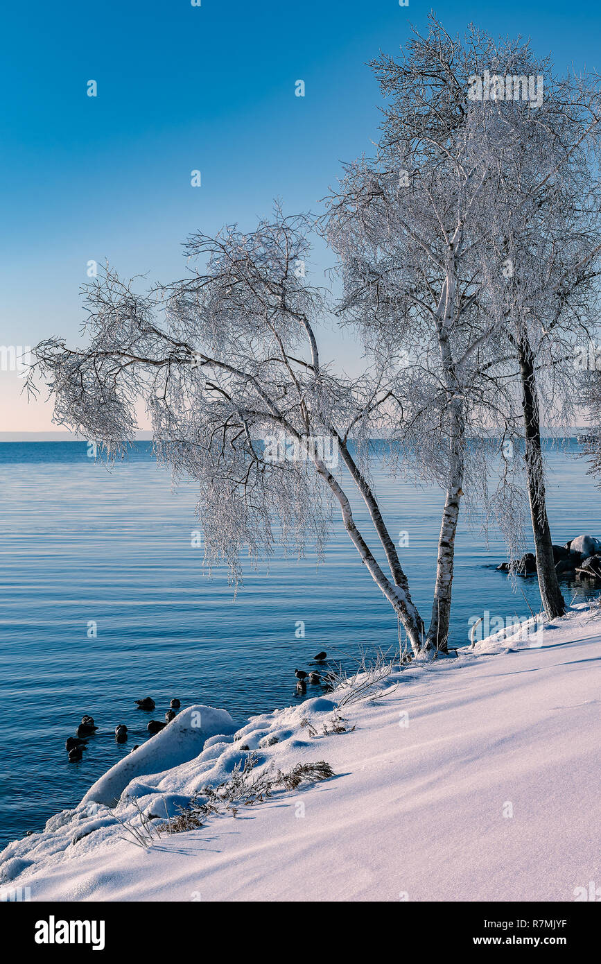 Di ghiaccio che ricopre i rami degli alberi dopo una pioggia gelata dal Lago Ontario. Foto Stock