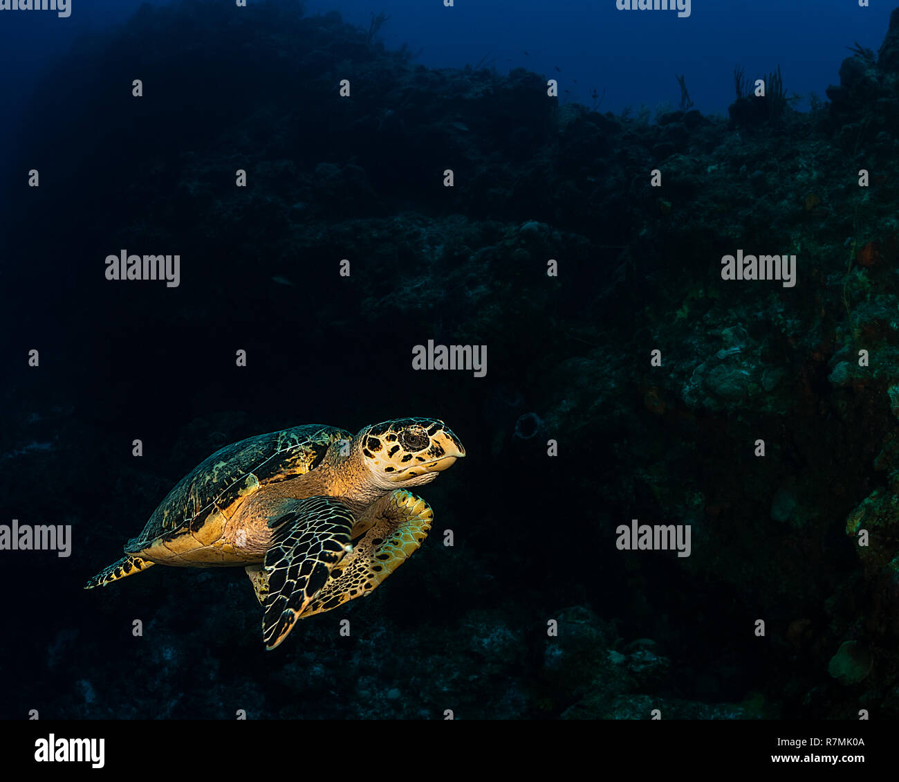 Tartaruga embricata nuoto dalle pareti della French Cay nelle Isole Turks e Caicos con drop off dietro di esso e acqua blu sullo sfondo. Foto Stock