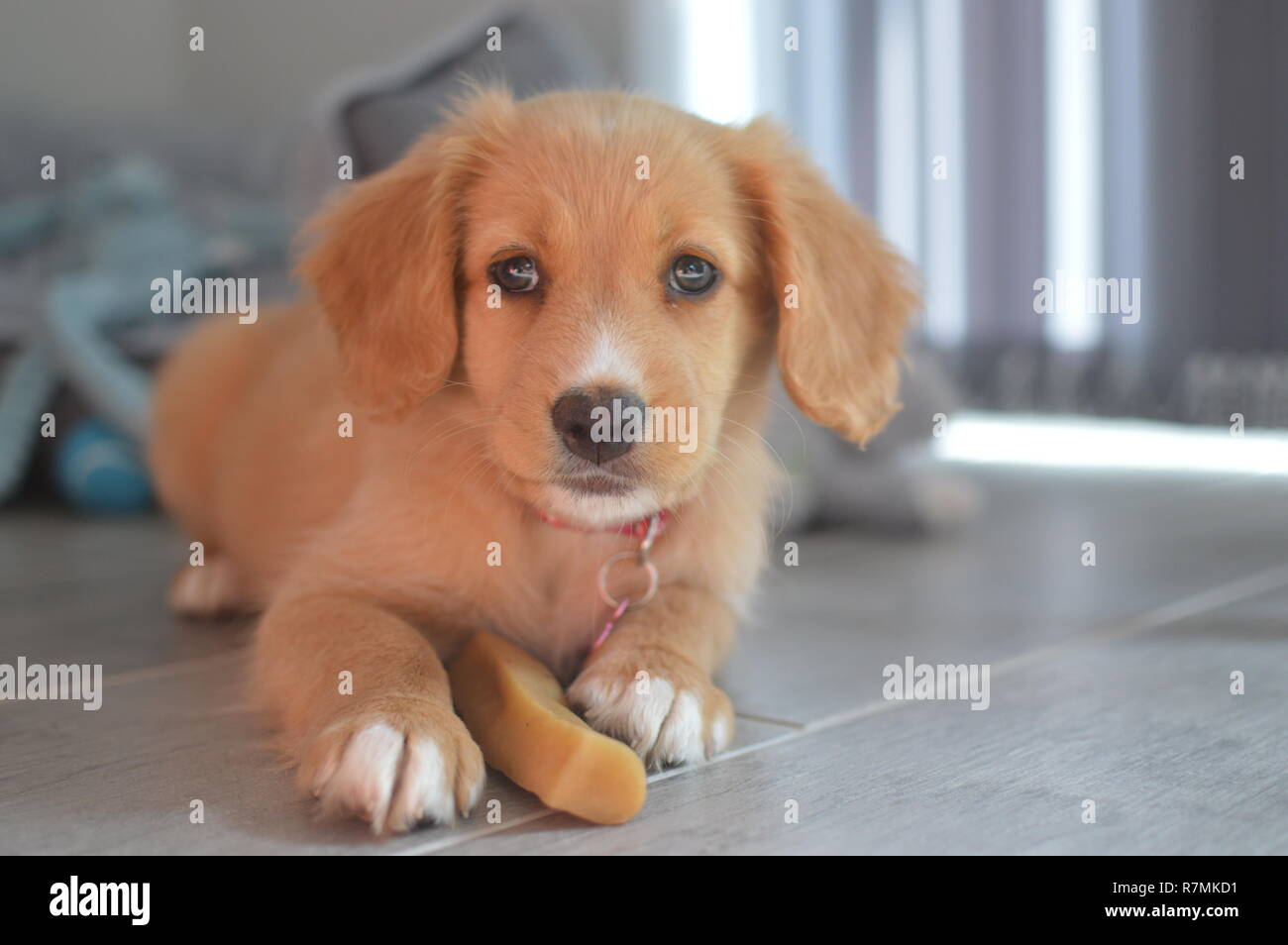 Nova Scotia Duck Tolling Retriever cucciolo Foto Stock
