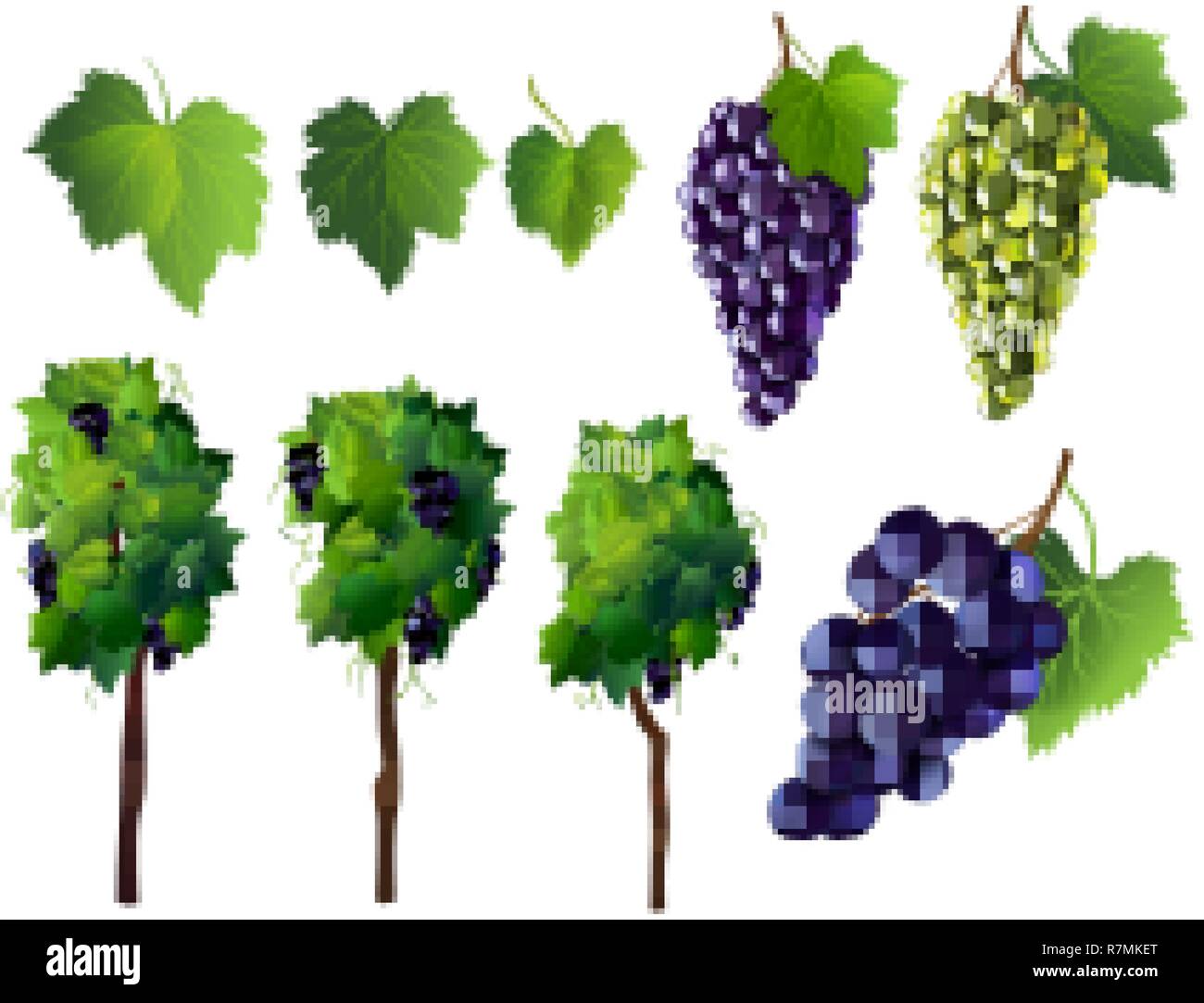 Giallo e blu uva, winegrapes. Frutta fresca, diramazione 3d vettore realistica icona impostare Illustrazione Vettoriale