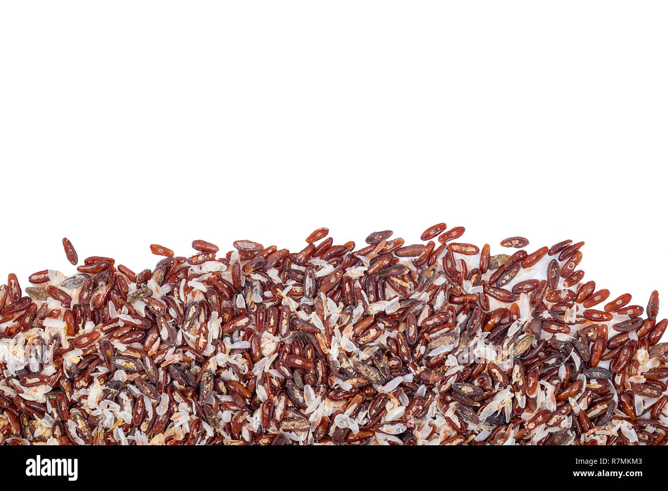 Mix di Planzago afra L. (Planzago psillio) semi e Planzago ovata (bionda psillio) Lolla isolati su sfondo bianco. Foto Stock