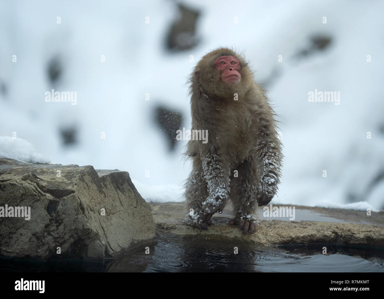 Scuote,adulto,animali,freddo,freddo,carino,faccia,fauna,frost,pellicce,fuscata,l'habitat, capelli, hairy,hot,primavera calda,Giappone,,giapponesi macaque giapponese,mo giapponese Foto Stock