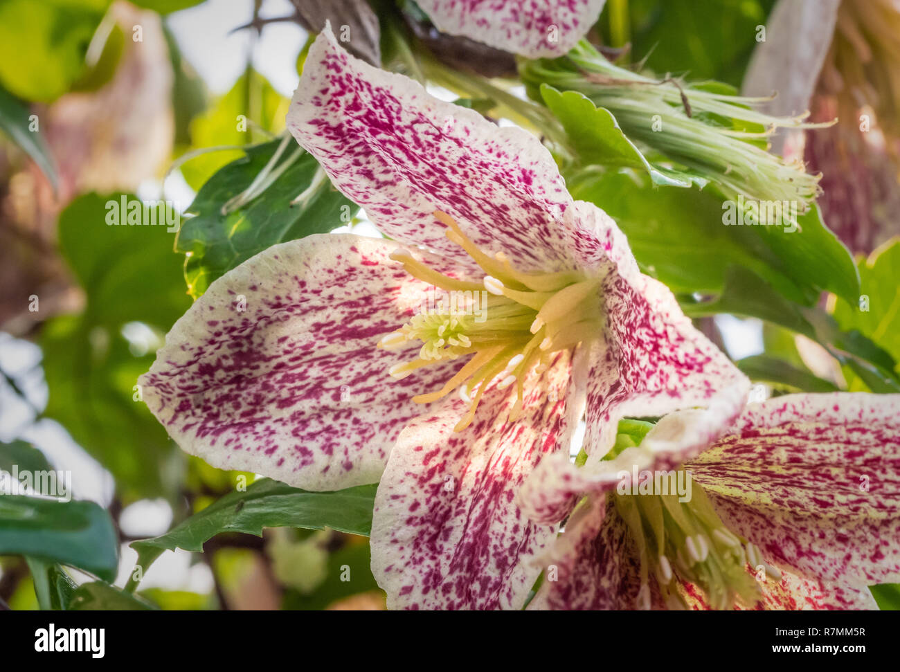 Clematis cirrhosa l' avvento campane' , fioritura invernale clematis sempreverde con rosa e bianco crema fiori tra Nov-Feb. Foto Stock