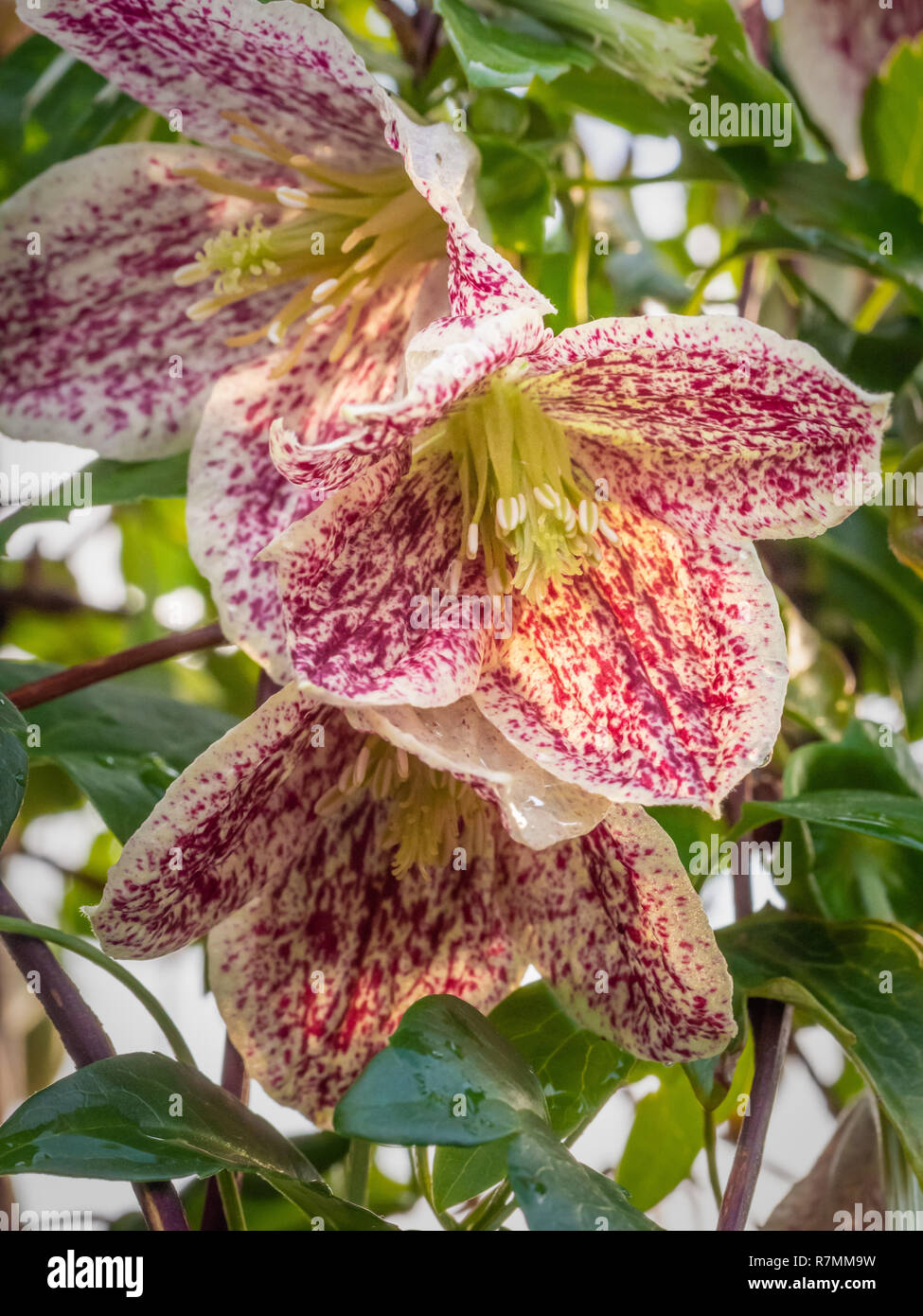 Clematis cirrhosa l' avvento campane' , fioritura invernale clematis sempreverde con rosa e bianco crema fiori tra Nov-Feb. Foto Stock