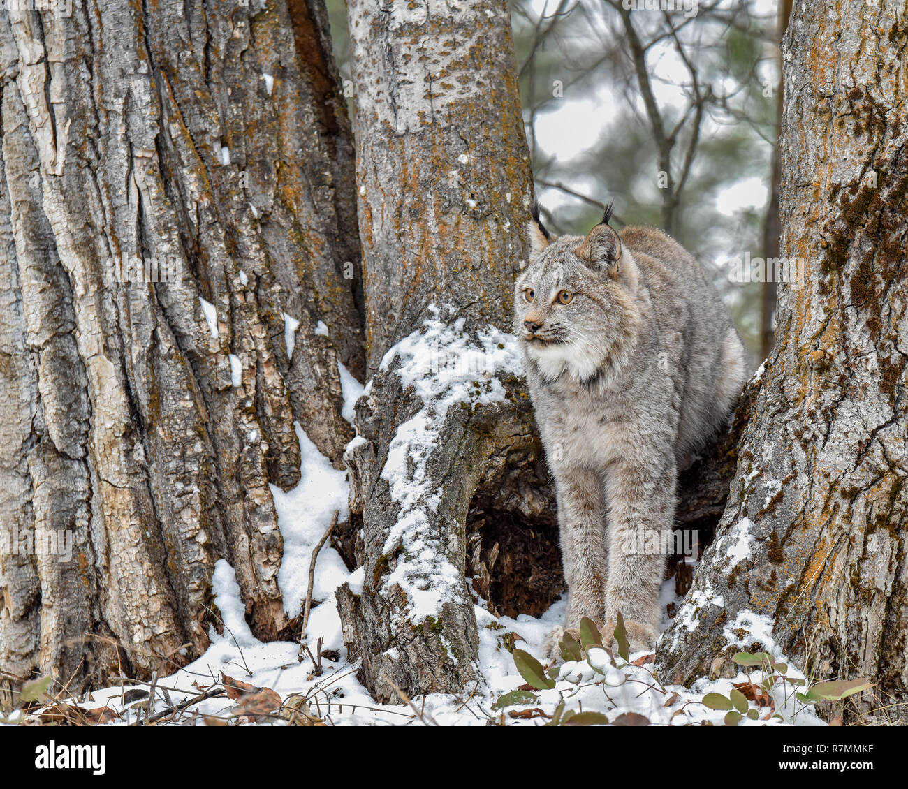 Il Lynx di Canada seduti tra gli alberi Foto Stock