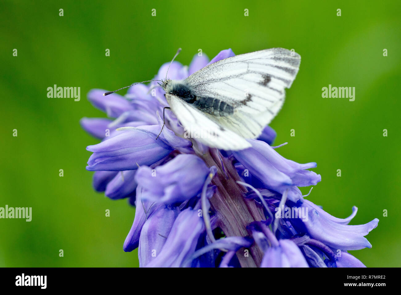 Close up di un verde-bianco venato butterfly (sarcococca napi) a riposo su alcuni Bluebell fiori (endimione non scriptus) in una fredda giornata di primavera. Foto Stock