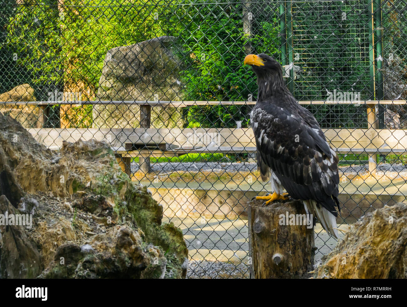 I capretti stellers sea eagle seduti su un ceppo di albero Foto Stock