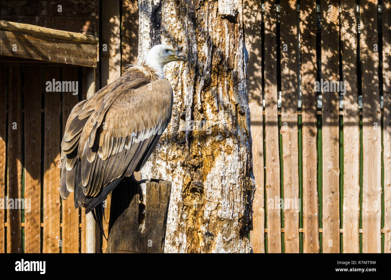 Primo piano di un grifone seduto su un palo di legno, un uccello scavenger dall Eurasia Foto Stock