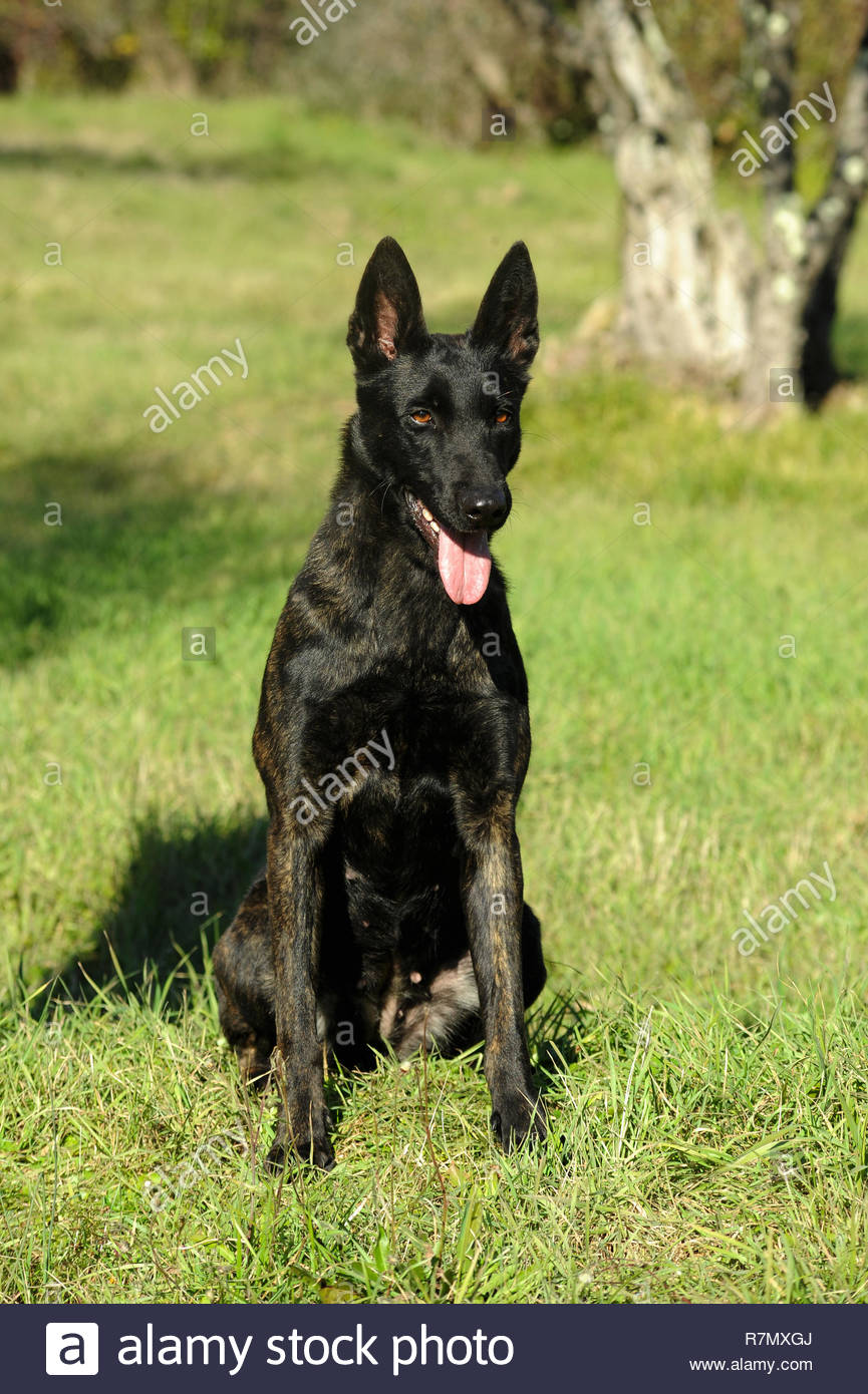 Cane Da Pastore Olandese Immagini Cane Da Pastore Olandese Fotos