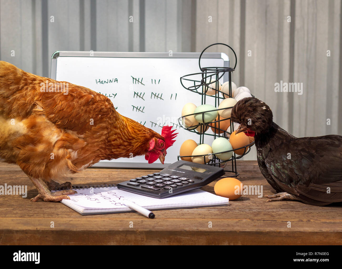 Real galline small business sale riunioni per discutere la produzione di uova, account, pay sollevare, promozione e imposta la pianificazione di successione. Foto Stock