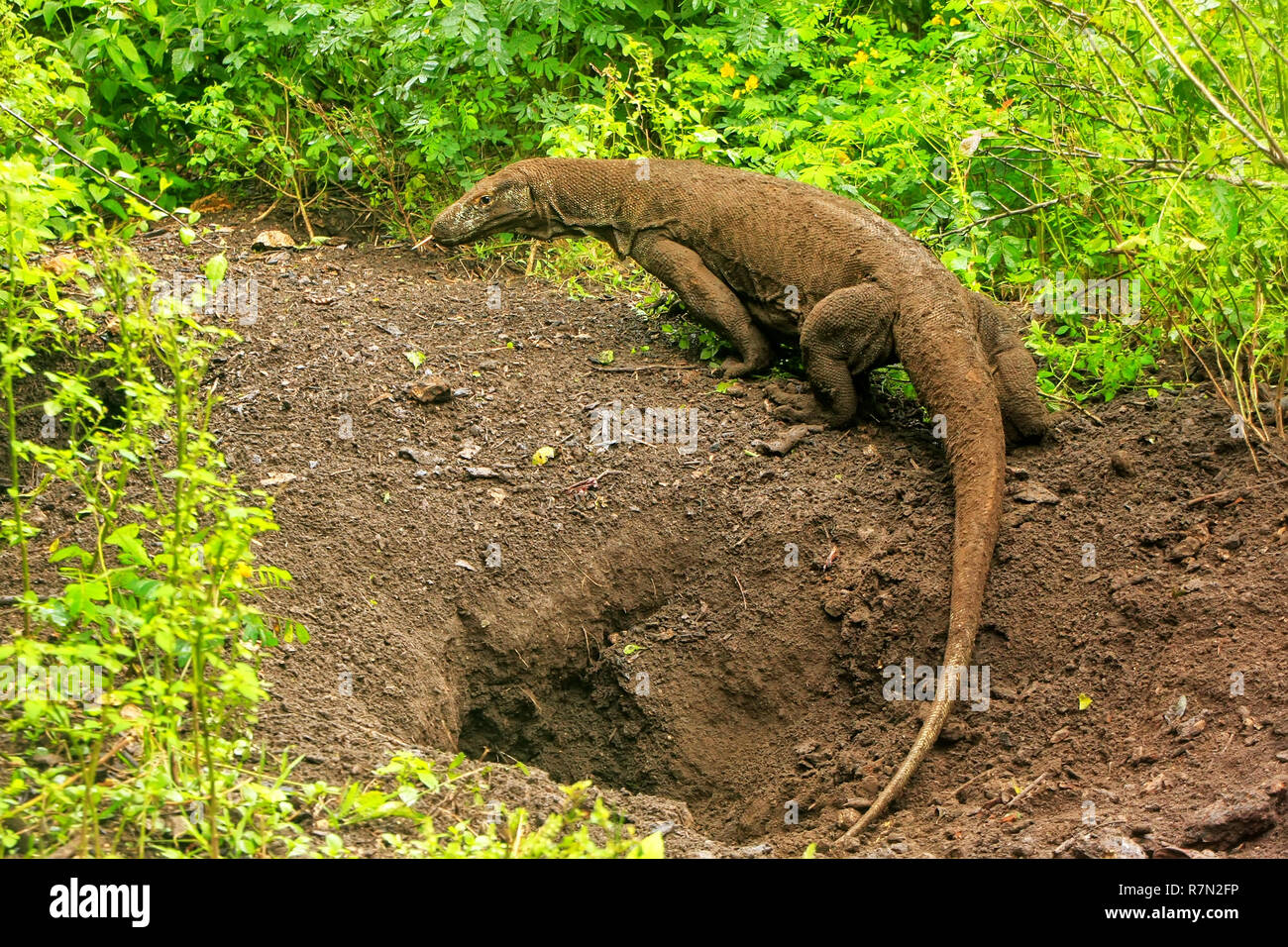 Drago di Komodo a piedi al di fuori di un foro sulla isola di Rinca nel Parco Nazionale di Komodo, Nusa Tenggara, Indonesia. È la più grande specie viventi di lucertola Foto Stock