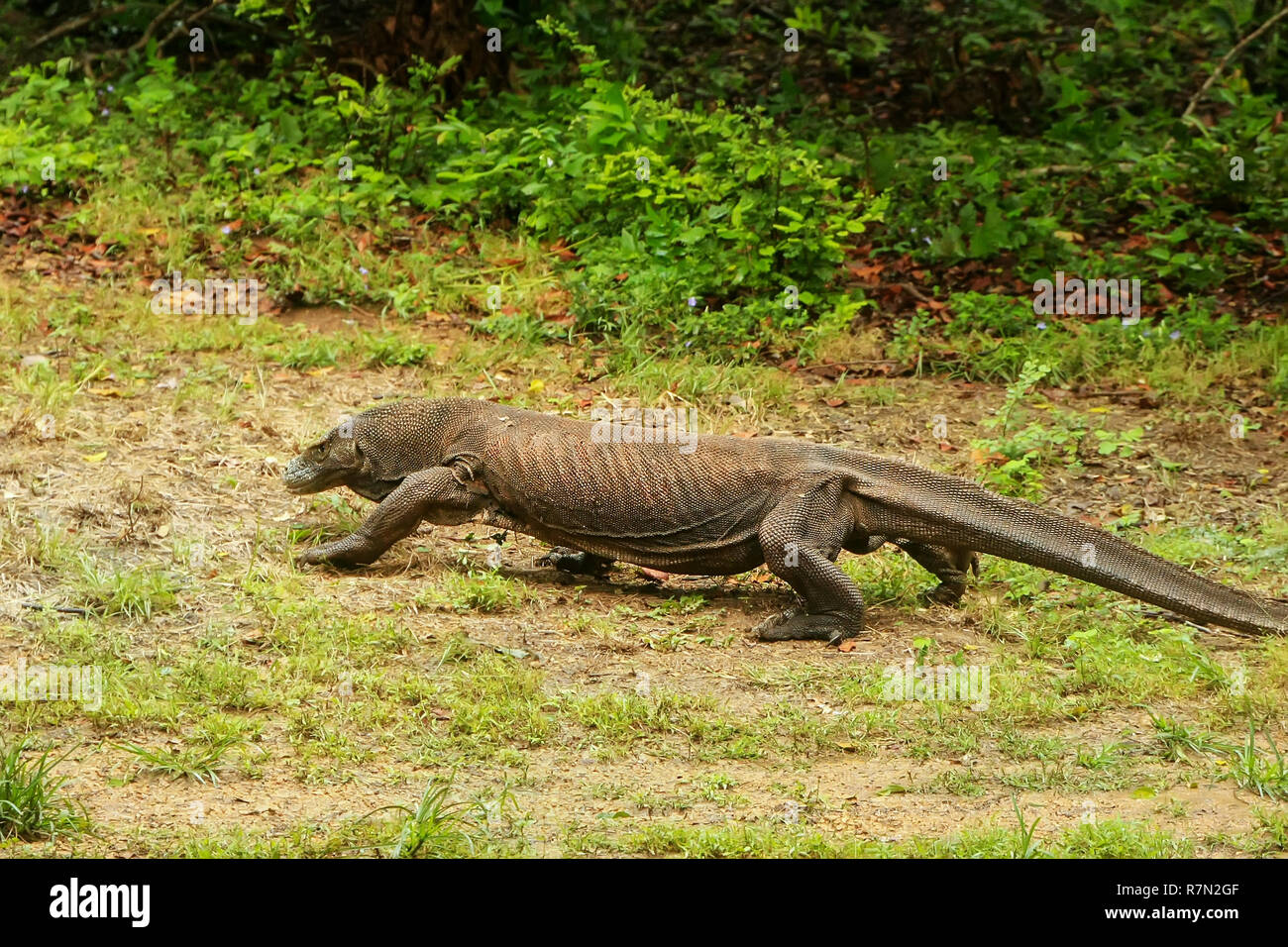 Drago di Komodo camminando sulla isola di Rinca nel Parco Nazionale di Komodo, Nusa Tenggara, Indonesia. È la più grande specie viventi di lucertola Foto Stock