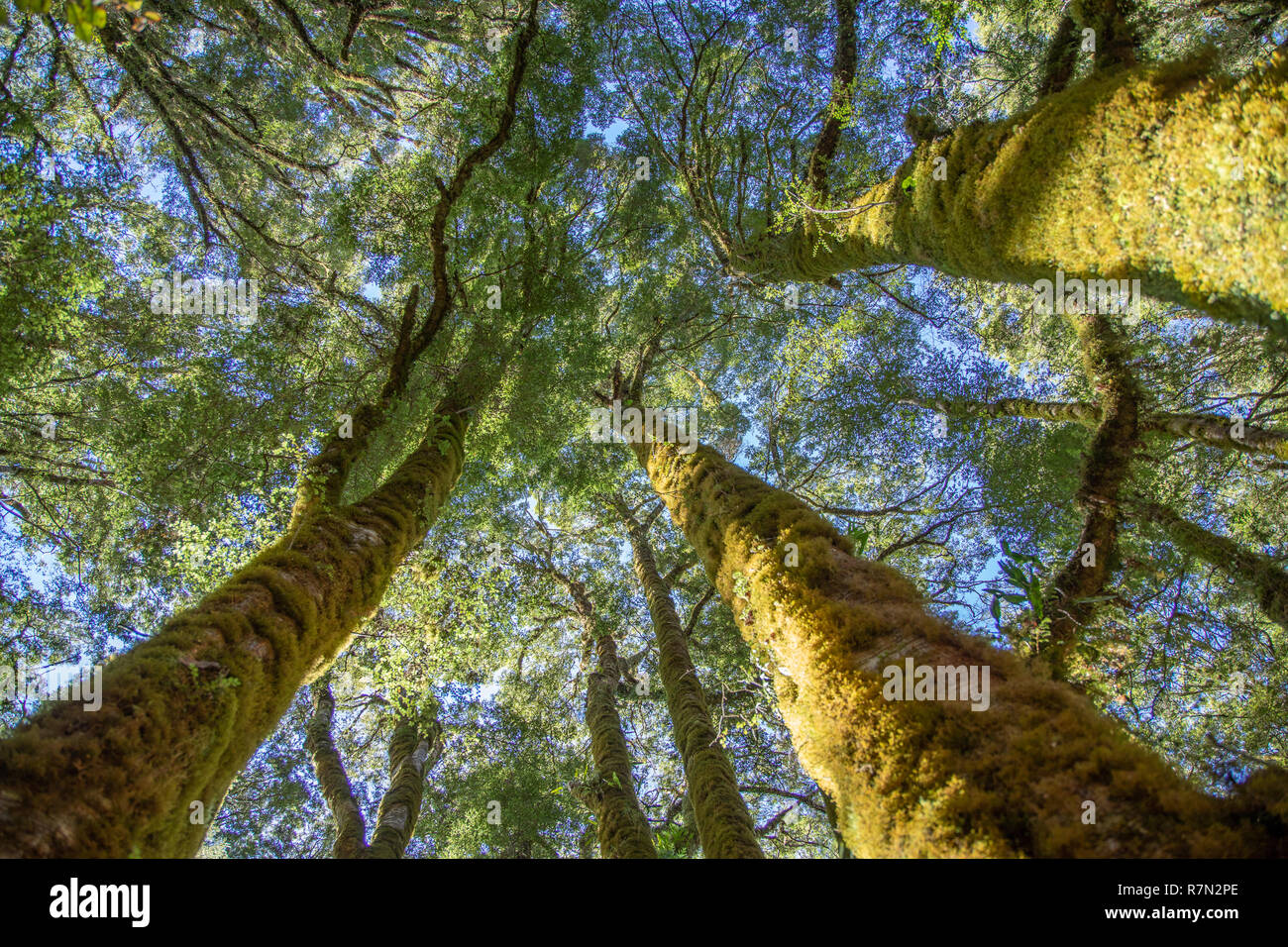 Guardando verso l'alto gli alberi in una foresta nativa, Fiordland in Nuova Zelanda Foto Stock