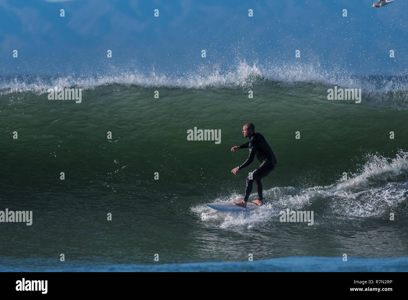 Surfer in neoprene nero con attenzione mentre cadono in una serie wave durante l'inizio di una grande a nord-ovest si gonfiano in Ventura, California, Stati Uniti d'America su Dece Foto Stock