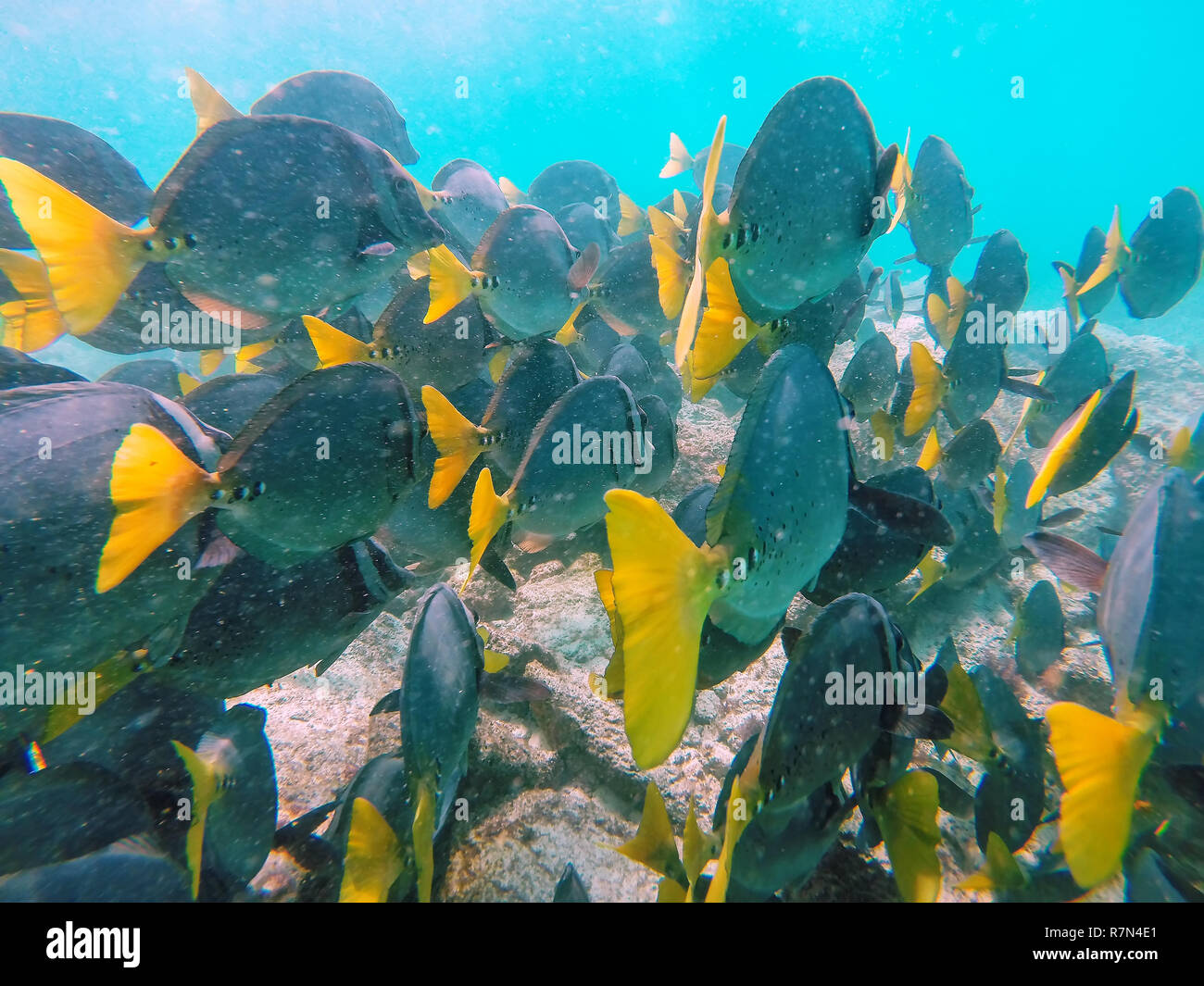 Scuola di giallo-tailed surgeonfish (Prionurus laticlavius) al largo della costa della Isola Espanola, Galapagos National Park, Ecuador. Foto Stock