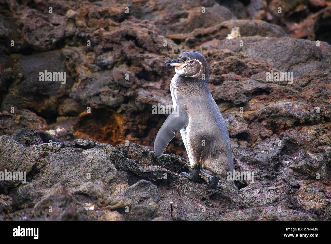 Le Galapagos Penguin (Spheniscus mendiculus) in piedi sulle rocce, Bartolome island, Galapagos National Park, Ecuador. È il solo pinguino che vive né Foto Stock