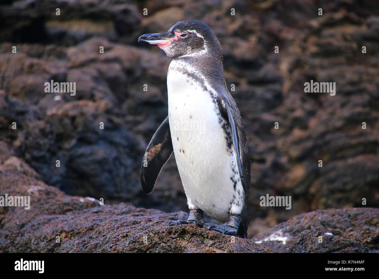 Le Galapagos Penguin (Spheniscus mendiculus) in piedi sulle rocce, Bartolome island, Galapagos National Park, Ecuador. È il solo pinguino che vive né Foto Stock