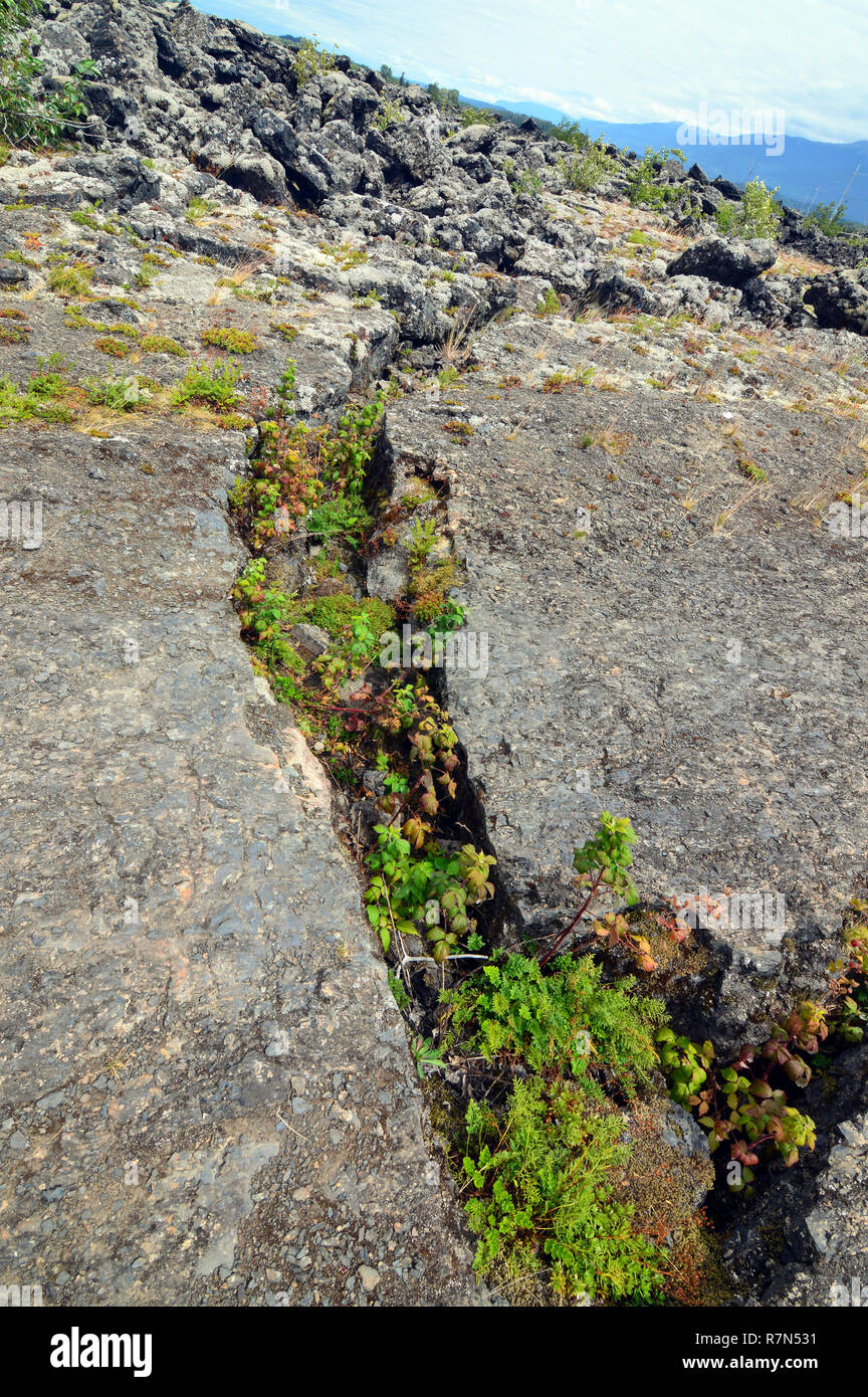 Piante che crescono nella fessura di roccia Foto Stock