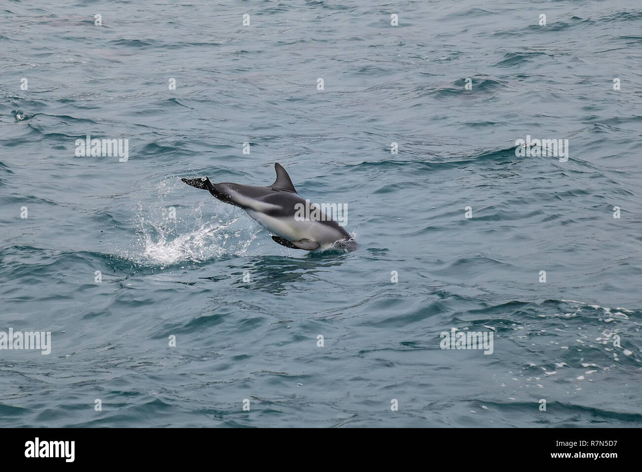 Delfino dusky nuoto al largo della costa di Kaikoura, Nuova Zelanda. Kaikoura è una popolare destinazione turistica per guardare e nuotare con i delfini. Foto Stock