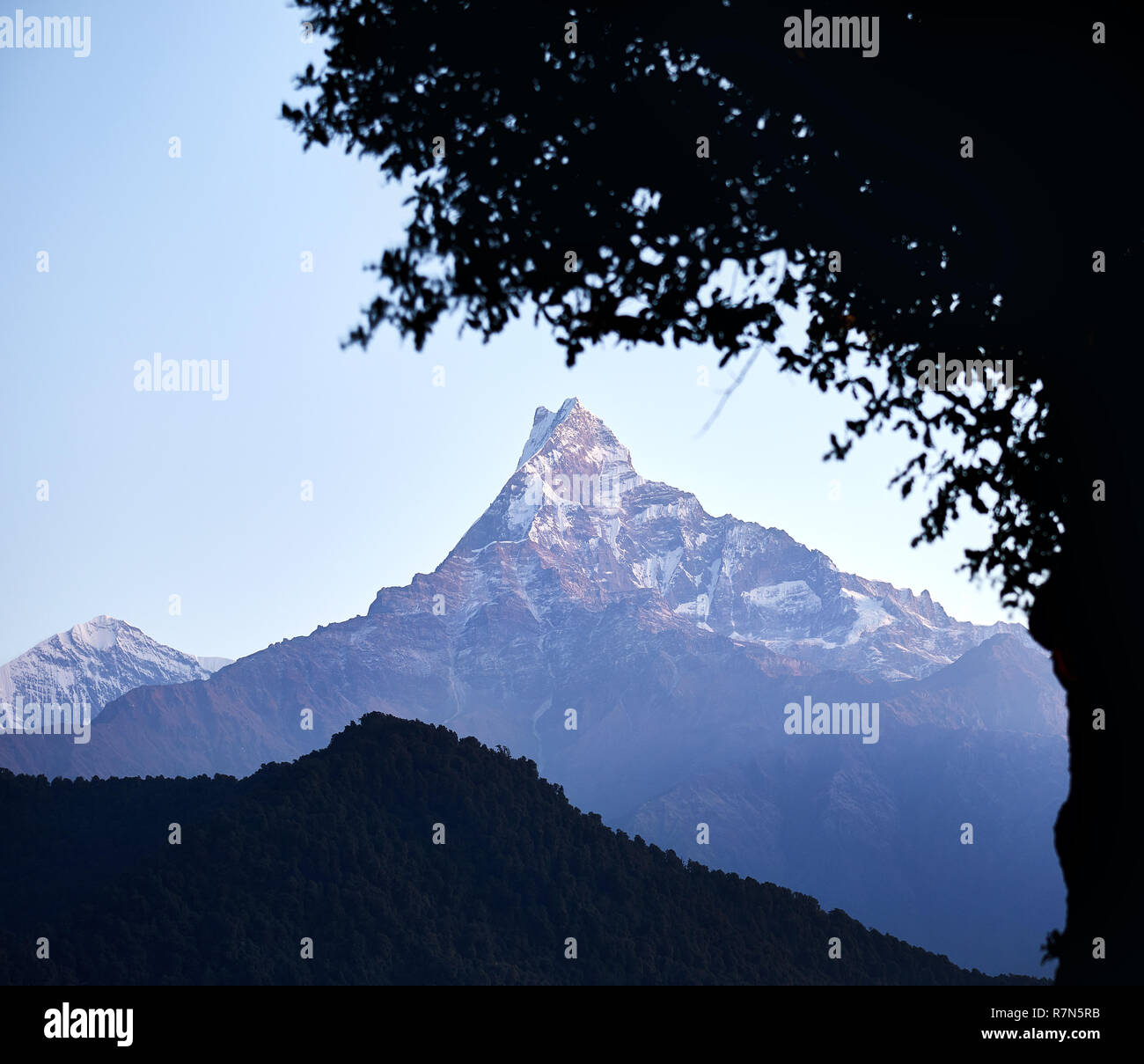 Himalaya Mountain Machapuchare del racconto di pesce il framing di tree silhouette al sunrise in Nepal Foto Stock