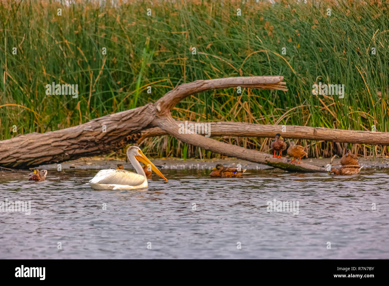 La fauna selvatica di Provo con gli uccelli si sono riuniti sul lago Utah Foto Stock