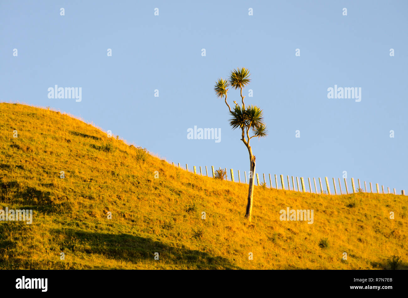 Cavolo alberi sulla collina, Marokopa, Waikato, Isola del nord, Nuova Zelanda Foto Stock