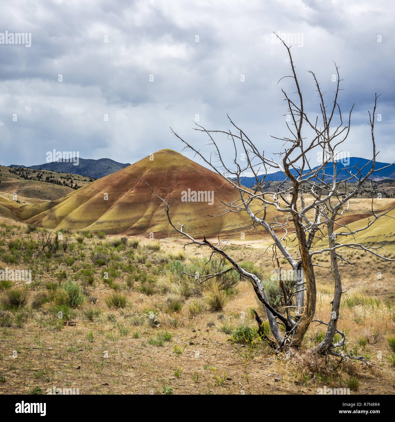 Morto albero di ginepro, dipinto paesaggi delle colline, John Day Fossil Beds National Monument, Mitchell, Central Oregon, Stati Uniti d'America. Foto Stock