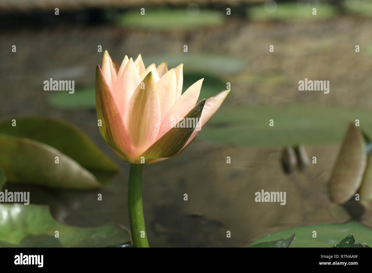 Fiore di loto in uno stagno, fiore tropicale in giardino Foto Stock