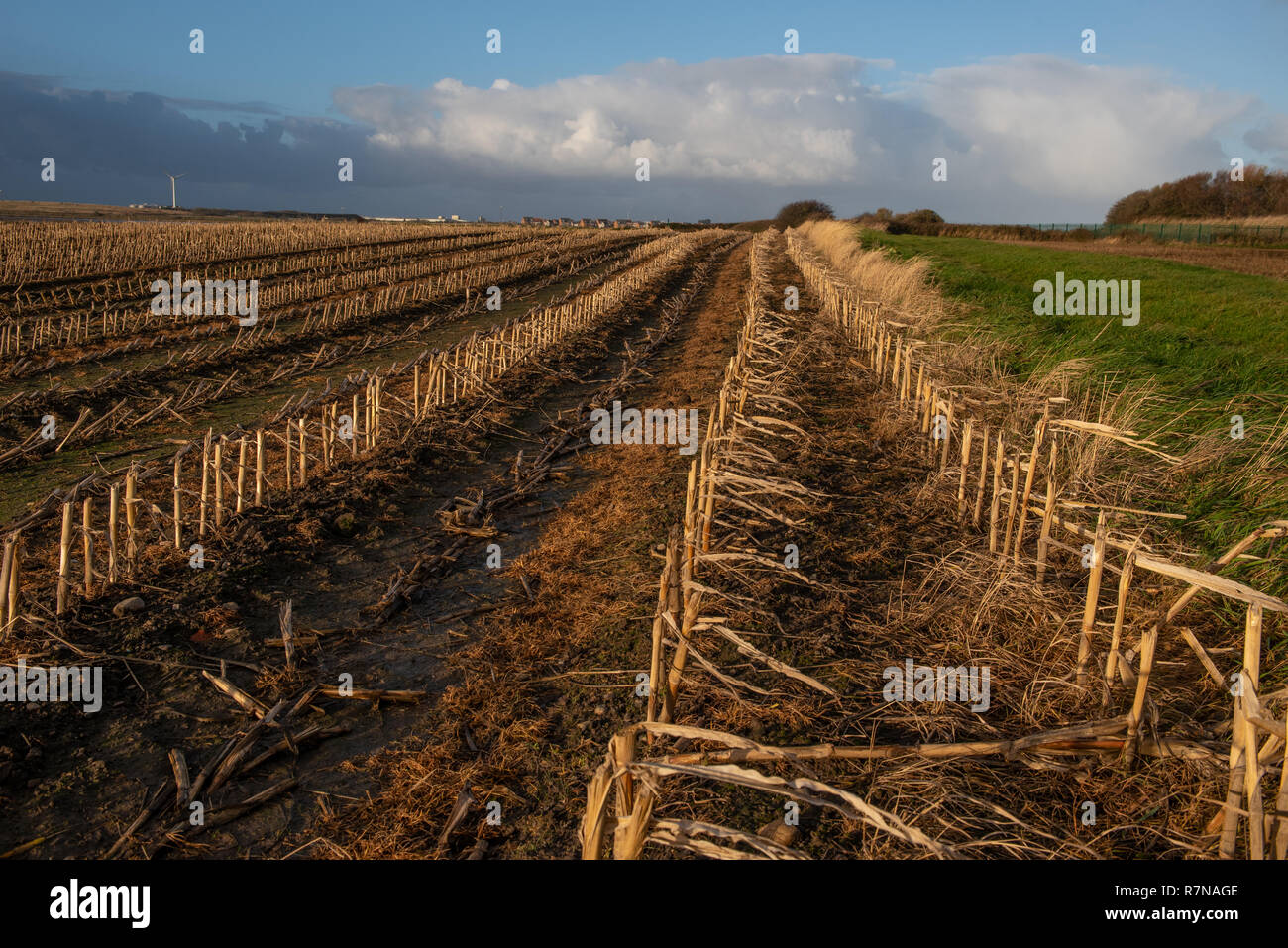 La stoppia campo nei pressi di Barnaby della Palude di sabbia Preesall Lancashire Foto Stock