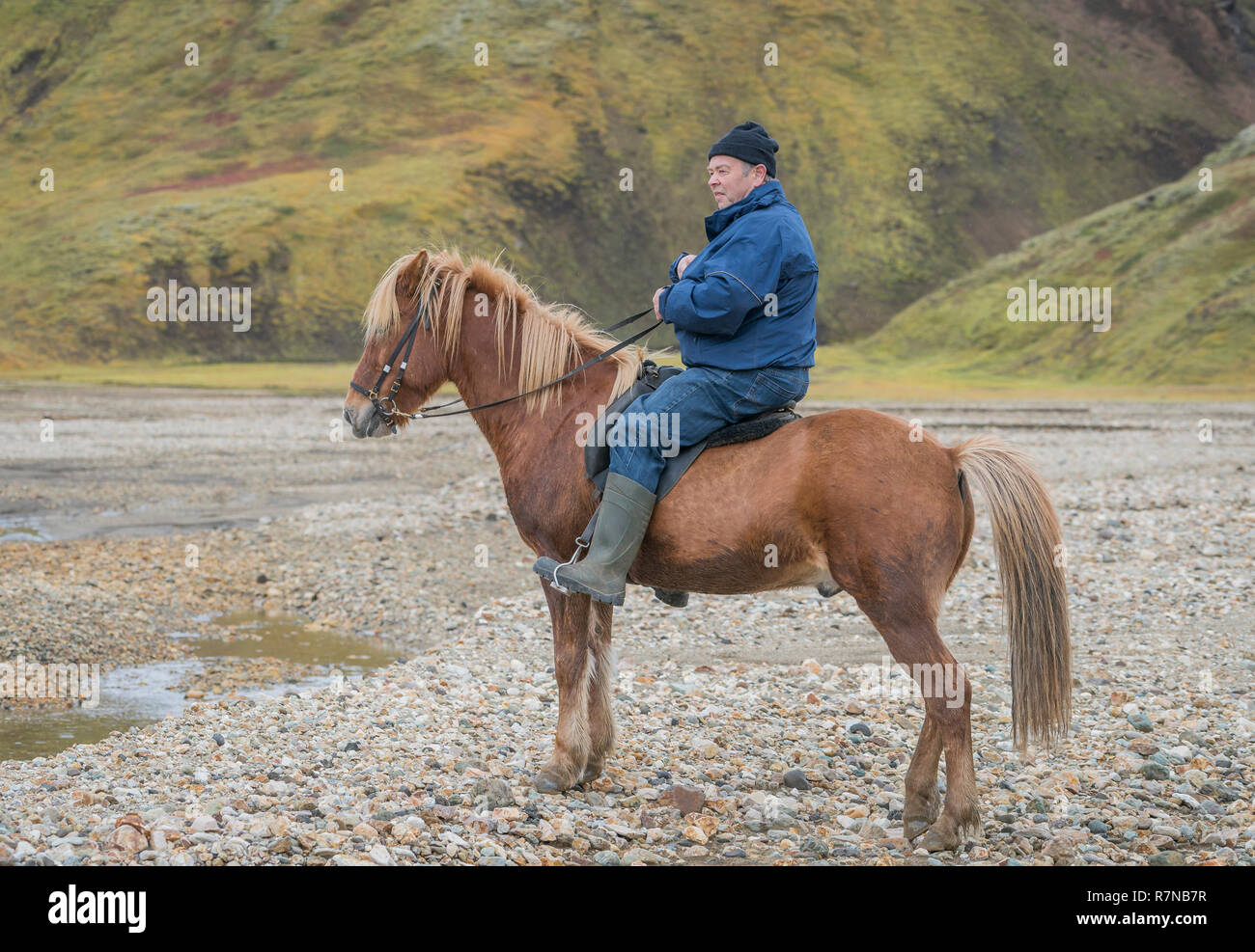 Ritratto di Contadino islandese sul suo cavallo, Landmannalaugar Highlands Centrali, Islanda Foto Stock