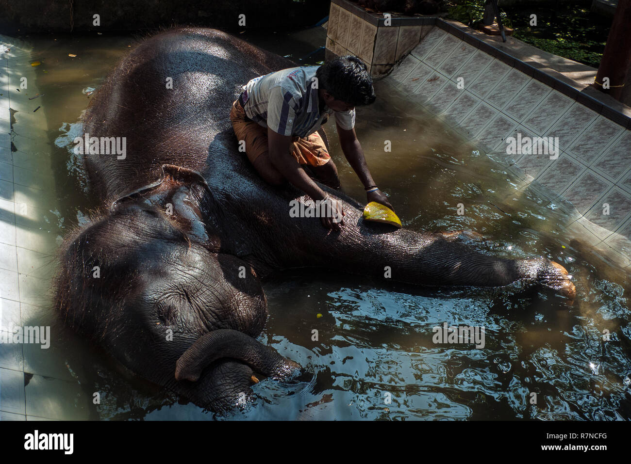 Colombo, Sri Lanka: Un uomo lava un piccolo elefante nella vasca del tempio buddista di Gangaramaya nella città di Colombo Foto Stock