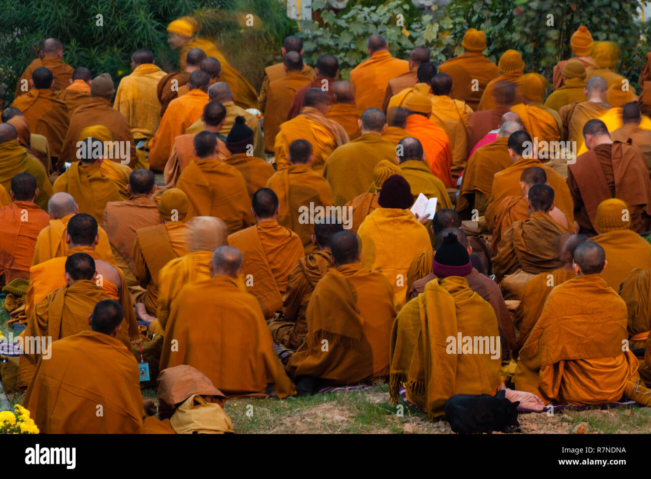 Pregando monaci tibetani in arancione vesti seduto presso il tempio di Mahabodhi, Bodh Gaya. Un Monaco trattiene un bianco luminoso libro aperto in mano. Foto Stock