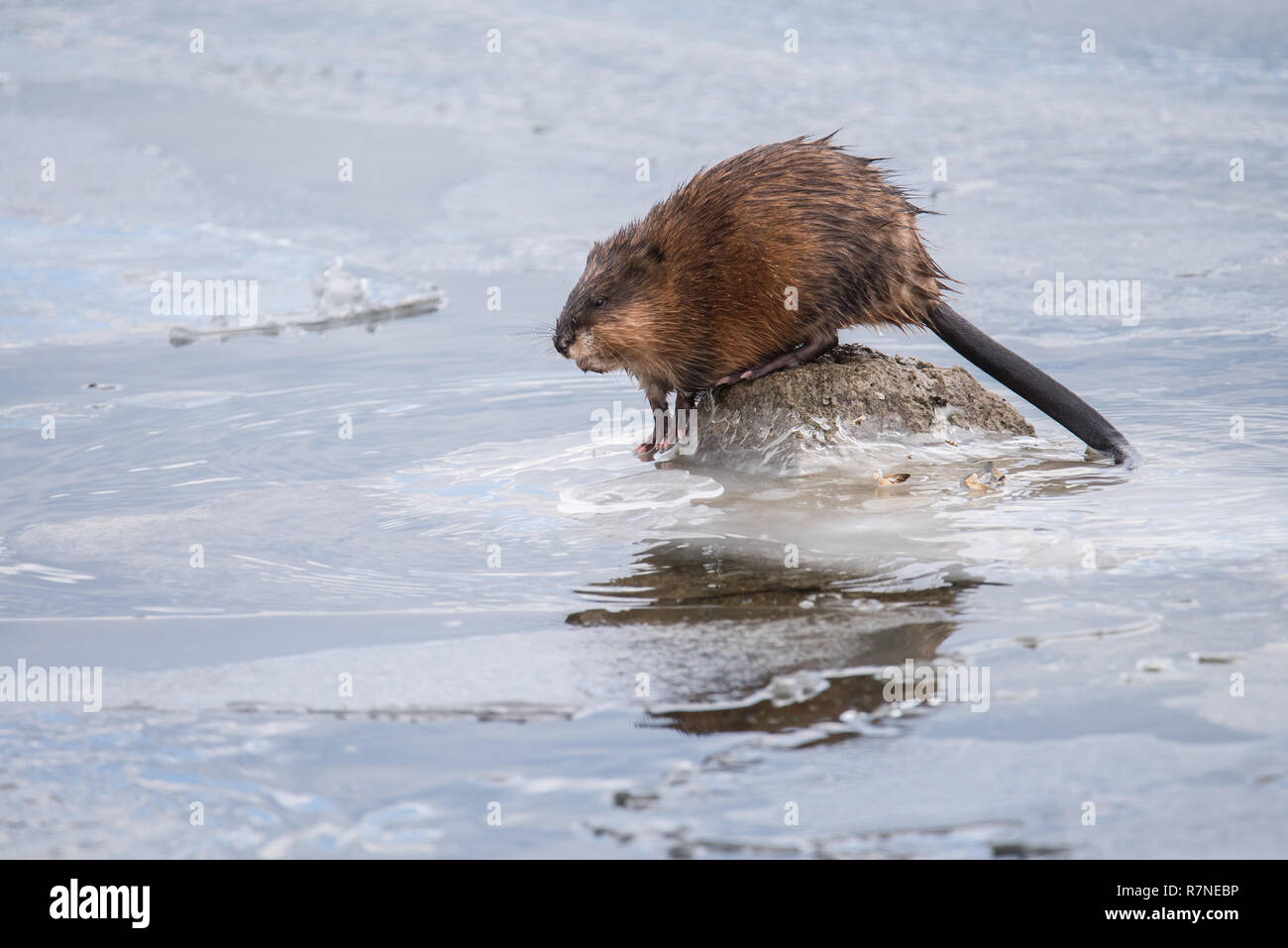 Un topo muschiato pausa prima di tuffarsi in acqua ghiacciata in cerca di cozze al colonnello Samuel Smith Park di Toronto, Ontario, Canada. Foto Stock