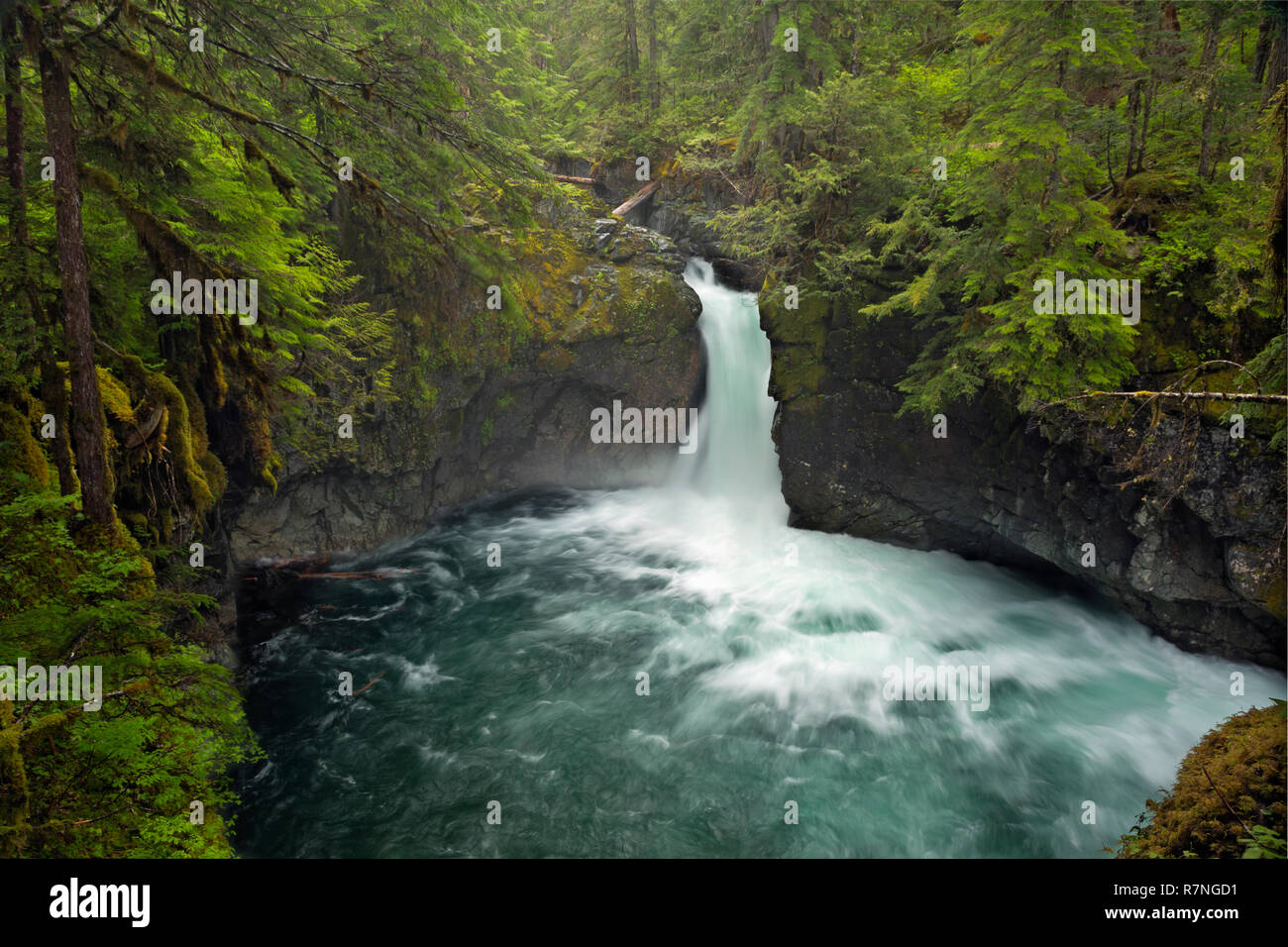 WASHINGTON - Stafford cade il Chinook Creek in Mount Rainier National Park. Foto Stock