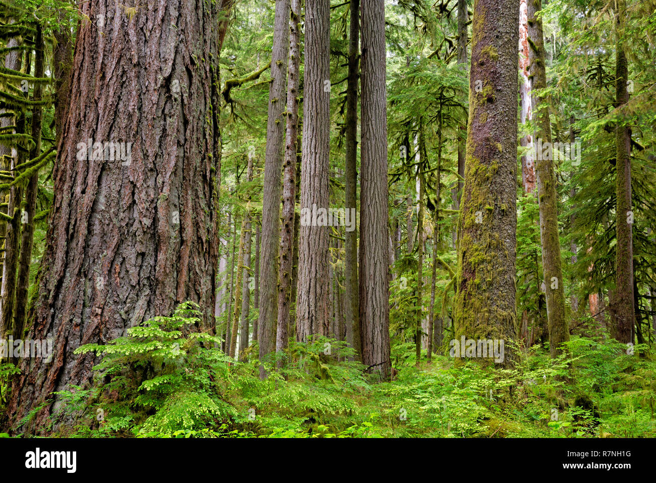WA15500-00...WASHINGTON - la foresta pluviale temperata che crescono lungo il fiume di carbonio Road/sentiero in Mount Rainier National Park. Foto Stock