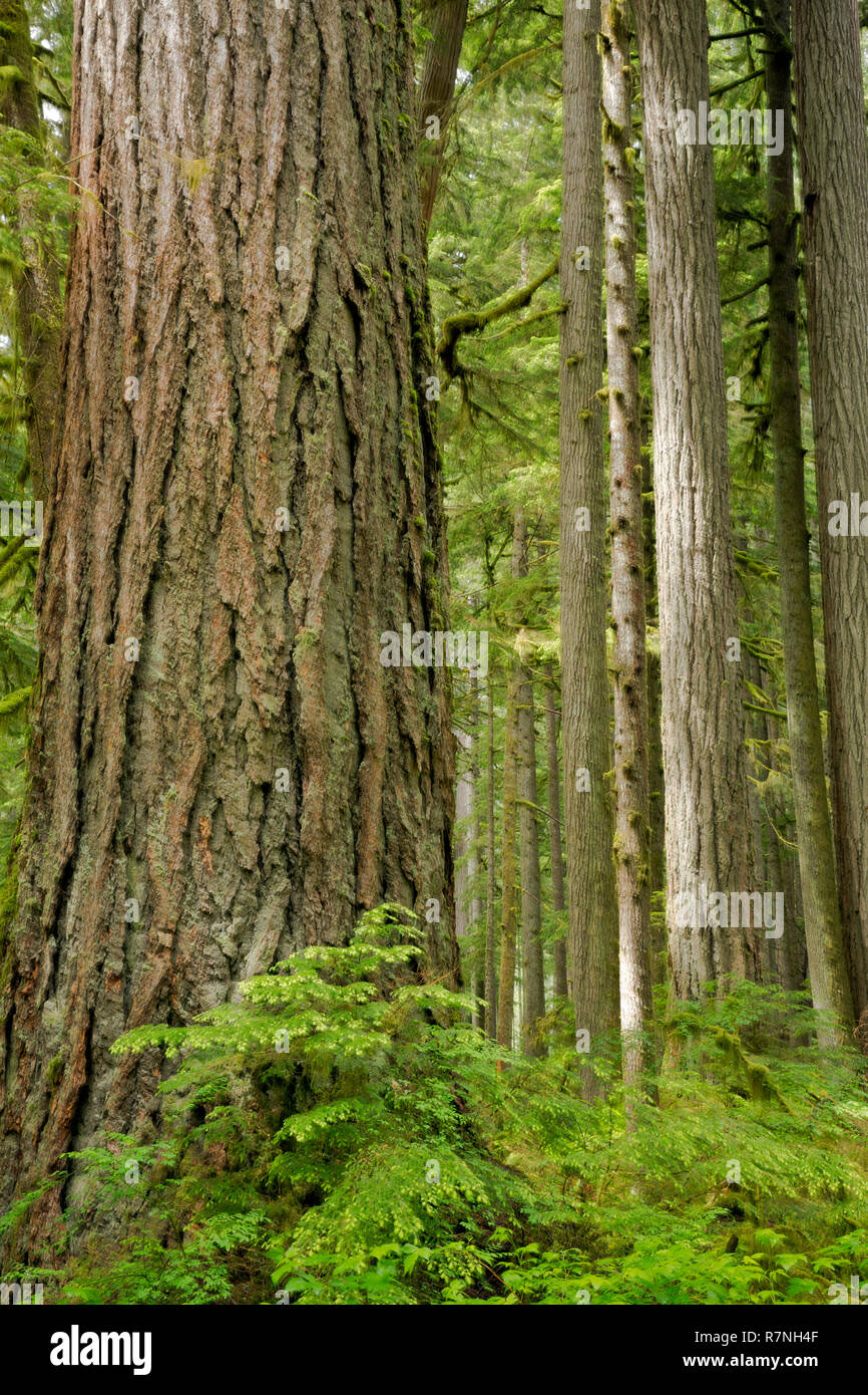 WA15501-00...WASHINGTON - la foresta pluviale temperata che crescono lungo il fiume di carbonio Road/sentiero in Mount Rainier National Park. Foto Stock