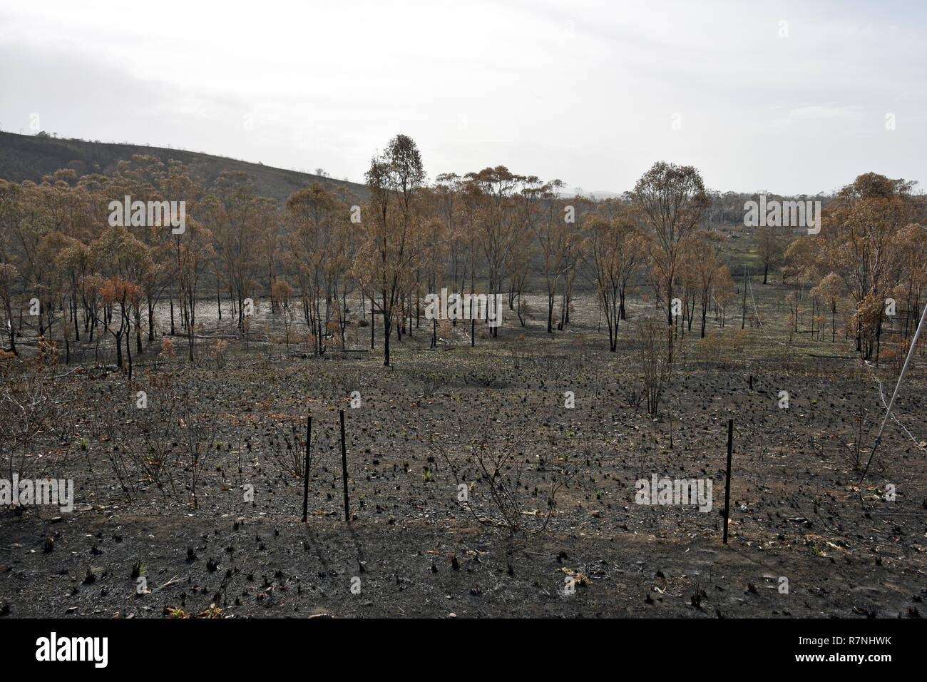 Il Queensland centrale dopo gli incendi Foto Stock