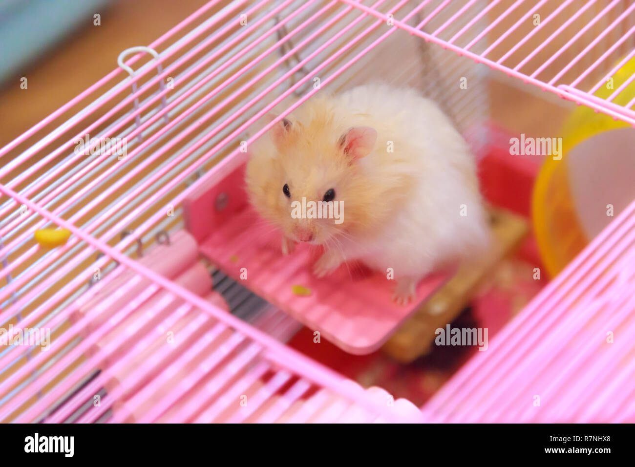 Carino arancione bianco Siro o criceto dorato (mesocricetus auratus)  salendo su pannello in legno deck attaccato sulla gabbia, mendicare il  proprietario per il cibo. Pet umana fr Foto stock - Alamy