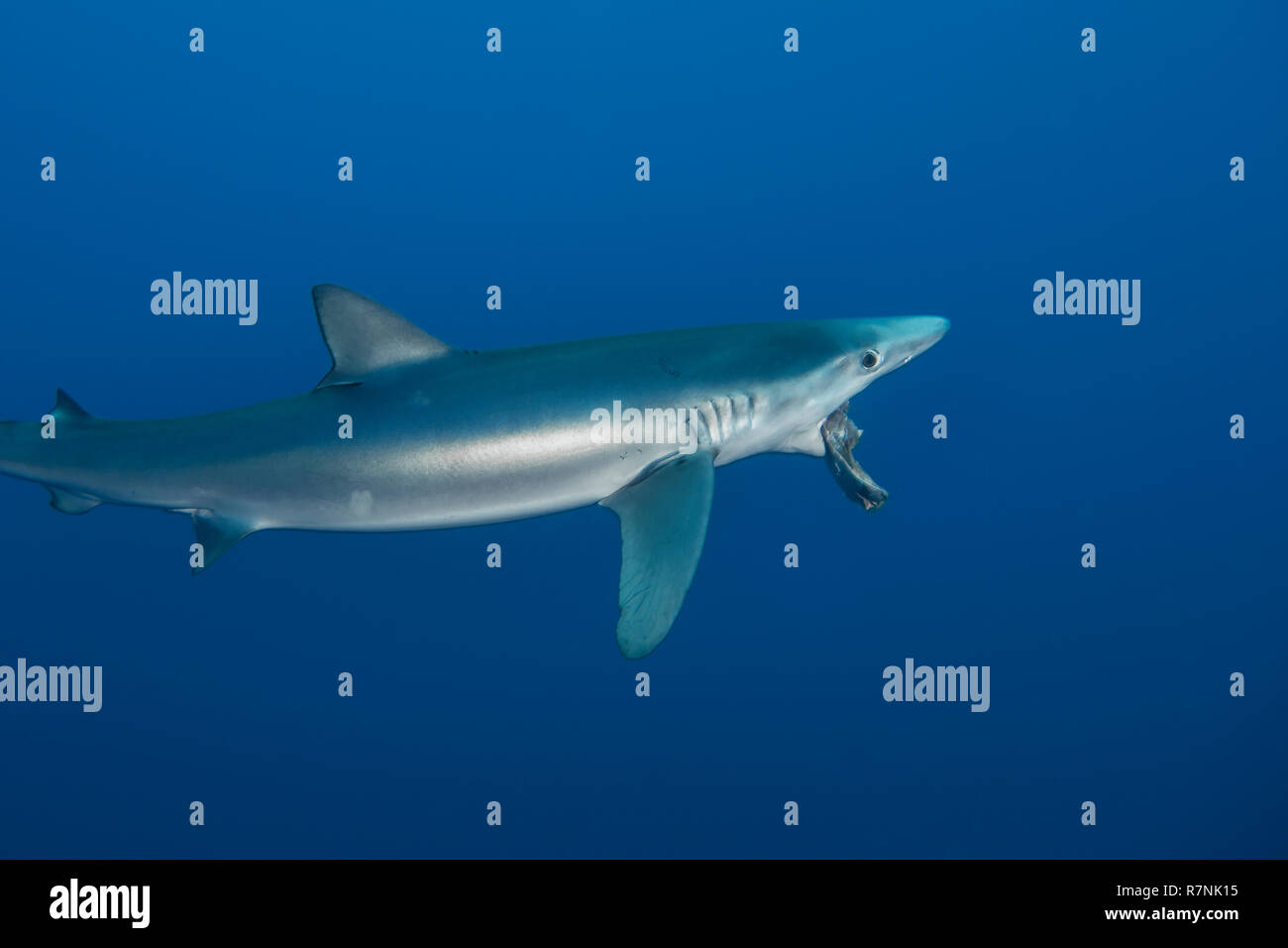 Blue Shark-Requin bleu (Prionace glauca), isola Pico, arcipelago delle Azzorre. Foto Stock