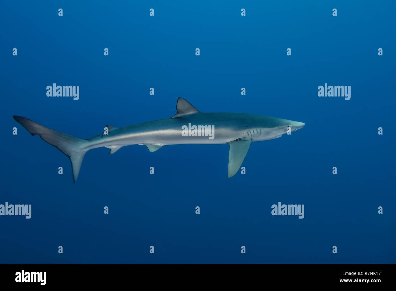 Blue Shark-Requin bleu (Prionace glauca), isola Pico, arcipelago delle Azzorre. Foto Stock