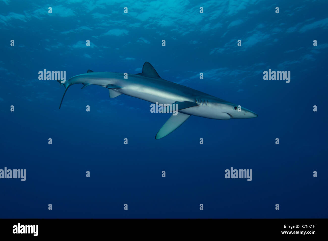 Blue Shark-Requin bleu (Prionace glauca), isola Pico, arcipelago delle Azzorre. Foto Stock