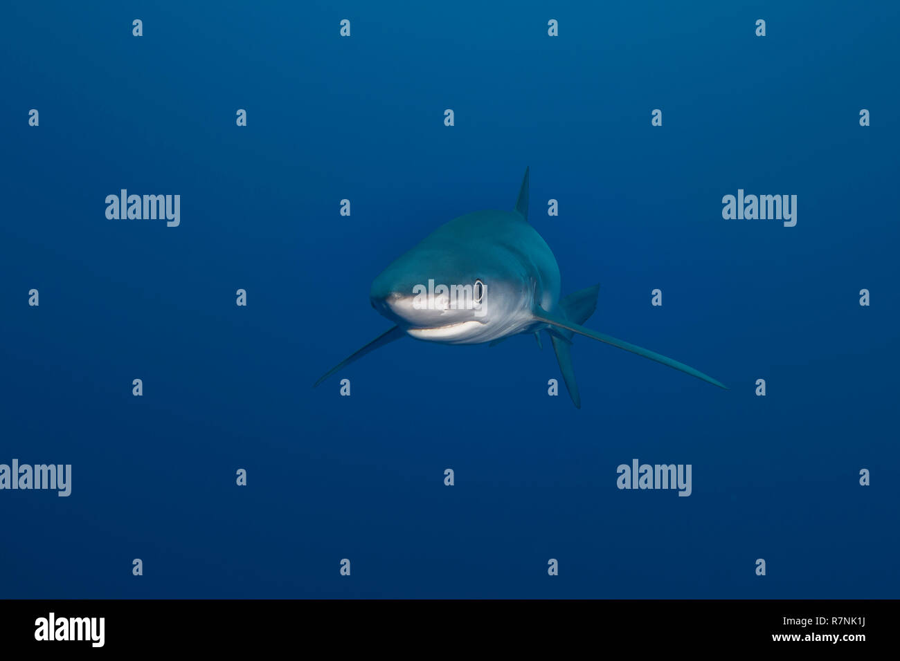 Blue Shark-Requin bleu (Prionace glauca), isola Pico, arcipelago delle Azzorre. Foto Stock