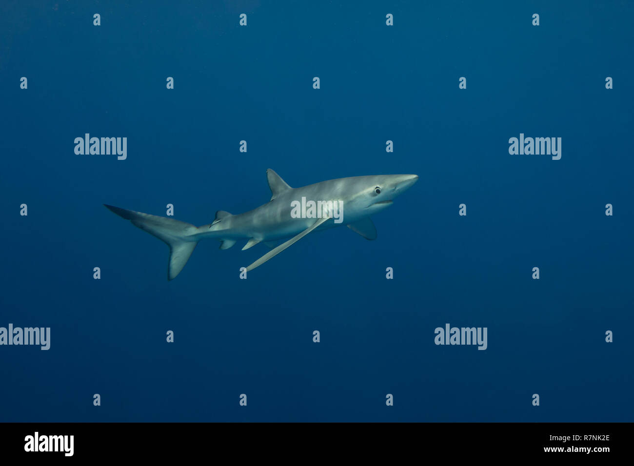 Blue Shark-Requin bleu (Prionace glauca), isola Pico, arcipelago delle Azzorre. Foto Stock